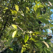 1. ??? Eugenia mespiloides Lam. - Bois de nèfles à grandes feuilles - Myrtaceae - B, M?   Réunion,Maurice ?.jpeg